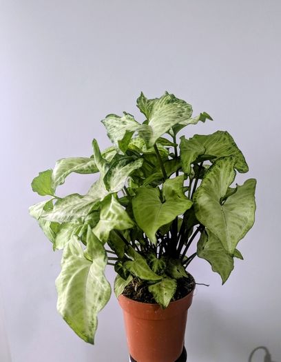 Syngonium Arrowhead Plant