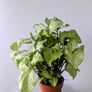 Syngonium Arrowhead Plant Image 6