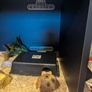 snake Image 4