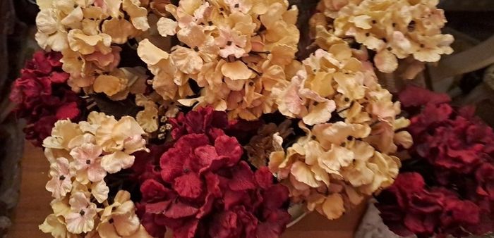 Velvet Hydrangeas