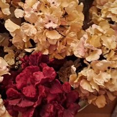 Velvet Hydrangeas