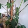 Monstera Deliciosa Image 3