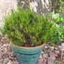 Beautiful Glazed Flower Pot with Heather Included Image 5