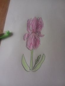 iris flower
