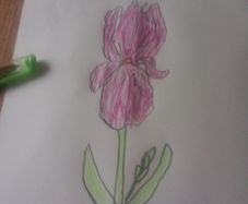 iris flower