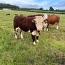 Pedigree Hereford Bull Image 8
