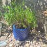 Heather Plant in Decorative Blue Pineapple Texture Pot Image 6