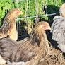 Pekins Image 9