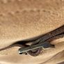 UGG Remora Buckle boot in chestnut suede with a wool lining size UK 3 brand New Image 5