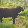Dutch Spotted Hoggett Rams Image 7