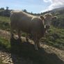 Breeding heifers Image 6