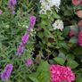 Lythrum salicaria Image 6