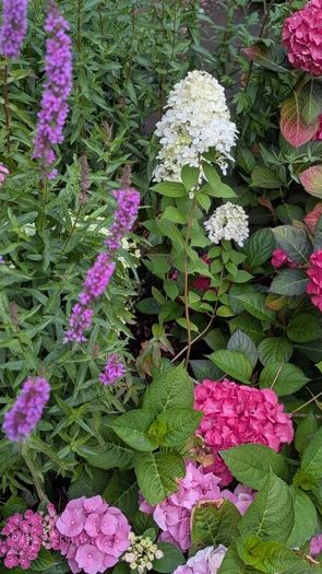 Lythrum salicaria