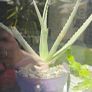 aloe vera plant Image 2