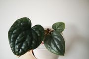 Anthurium Luxurians