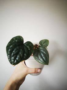 Anthurium Luxurians