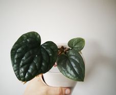 Anthurium Luxurians