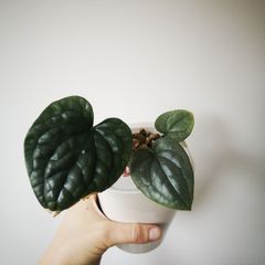 Anthurium Luxurians