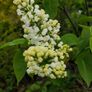 Portuguese Laurel Hedging from 5 euro Image 4