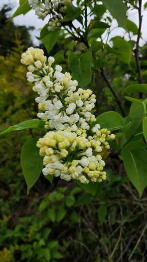 Portuguese Laurel Hedging from 5 euro
