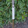 TaylorMade Spider ZT Image 4