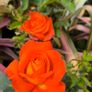 garden plants Image 8