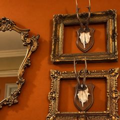 Vintage 1980s muntjac skull taxidermy mounts