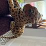 Teddys Image 2