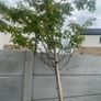 Tree Image 2