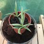 SpiderPlants - multiple sizes available! Image 8