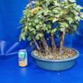 Field Maple Forest Bonsai Image 2