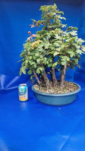 Field Maple Forest Bonsai