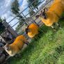 Texel X lambs Image 3