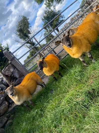 Texel X lambs