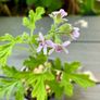 Lemon Geranium Plants Image 2