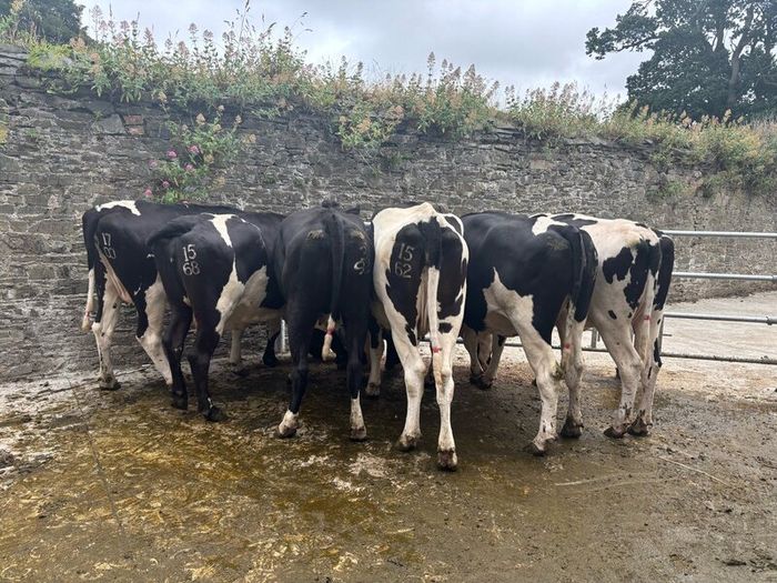 Top class feeding cows