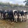 Top class feeding cows Image 10