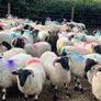 80 super cross bred ram lambs Image 3