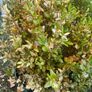 plant Image 7