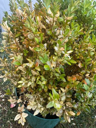 plant
