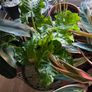 Indoor/ Outdoor Plants Image 3