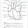 Leaving Cert Biology Institute Notes Image 3
