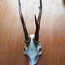 6 roe deer skulls Image 6