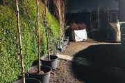 White Birch Trees 13ft / 4 meters
