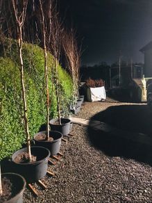 White Birch Trees 13ft / 4 meters