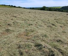 Haylage mogeely