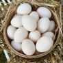free range duck eggs Image 2