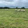 Store lambs Image 4