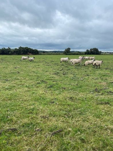 Store lambs
