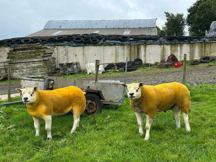 Pedigree Texel shearling rams